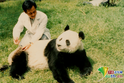 “熊猫爸爸”陈玉村：“巴斯”是我的孩子 我想陪她走到最后